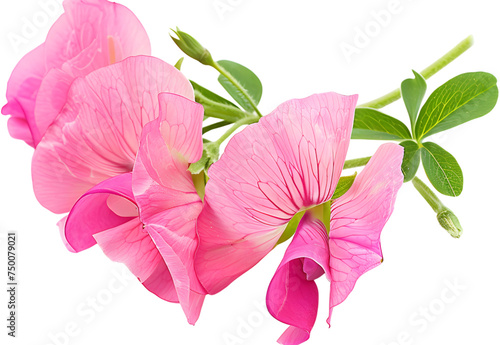 Purple sweet pea isolated on white background