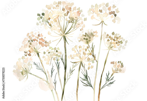 A queen annes lace watercolor isolated on transparent background. PNG file photo