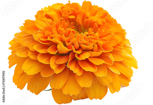 fresh marigold flowers isolated on white background #750079413