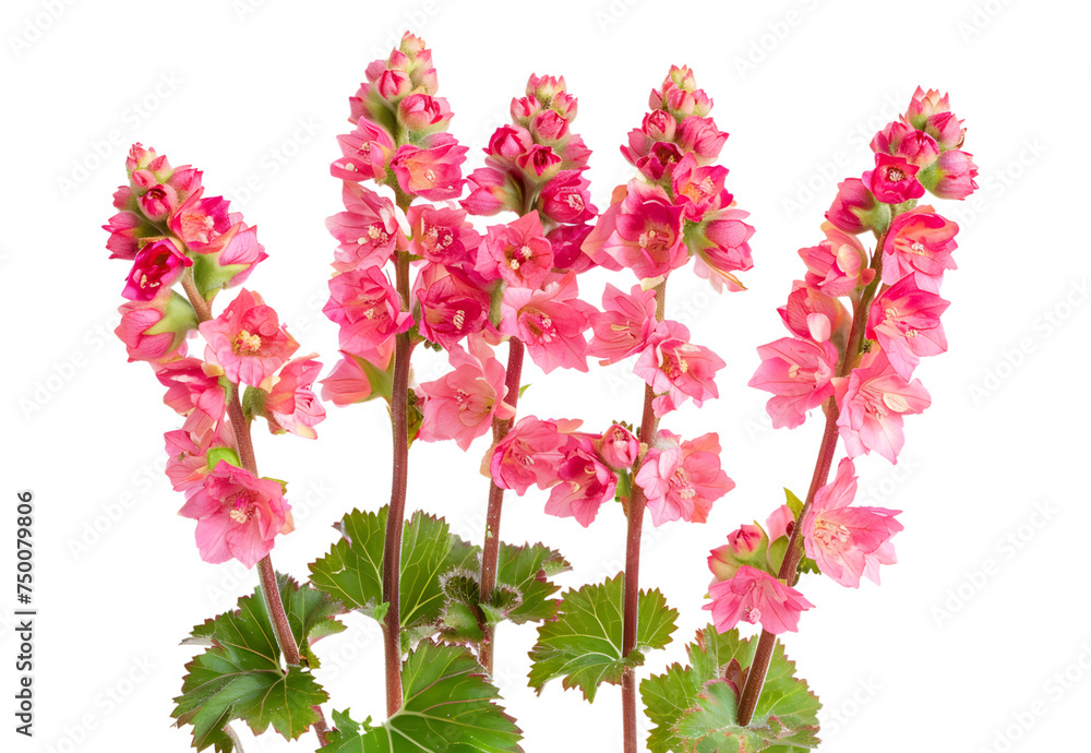 Fototapeta premium Heuchera sanguinea beautiful ornamental spring flowering plant,