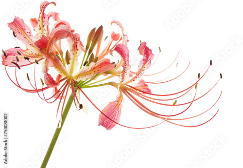Spider flower isolated on transparent background. PNG file