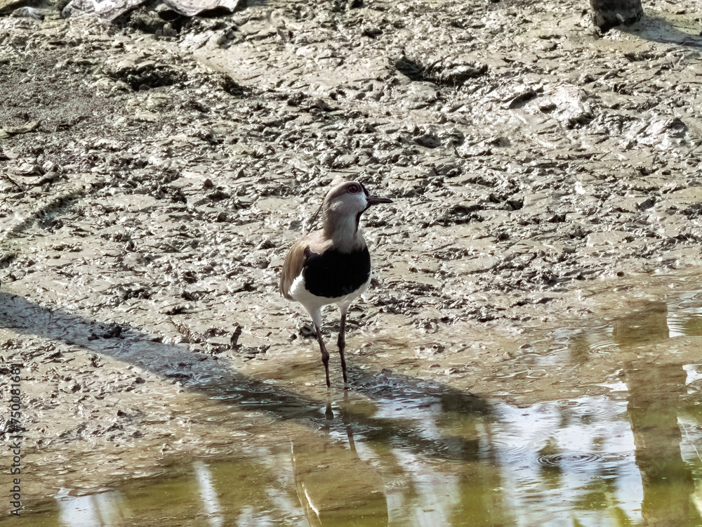 Southern lapwing, Vanellus chilensis. Malagana, Wildlife in Colombia