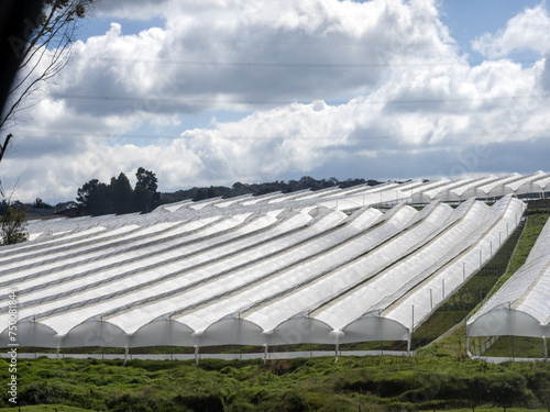 Obraz na płótnie Large area of Colombia foil greenhouses. w salonie