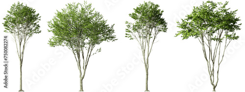 Serene green trees environmental clipart on transparent backgrounds 3d illustrations png photo