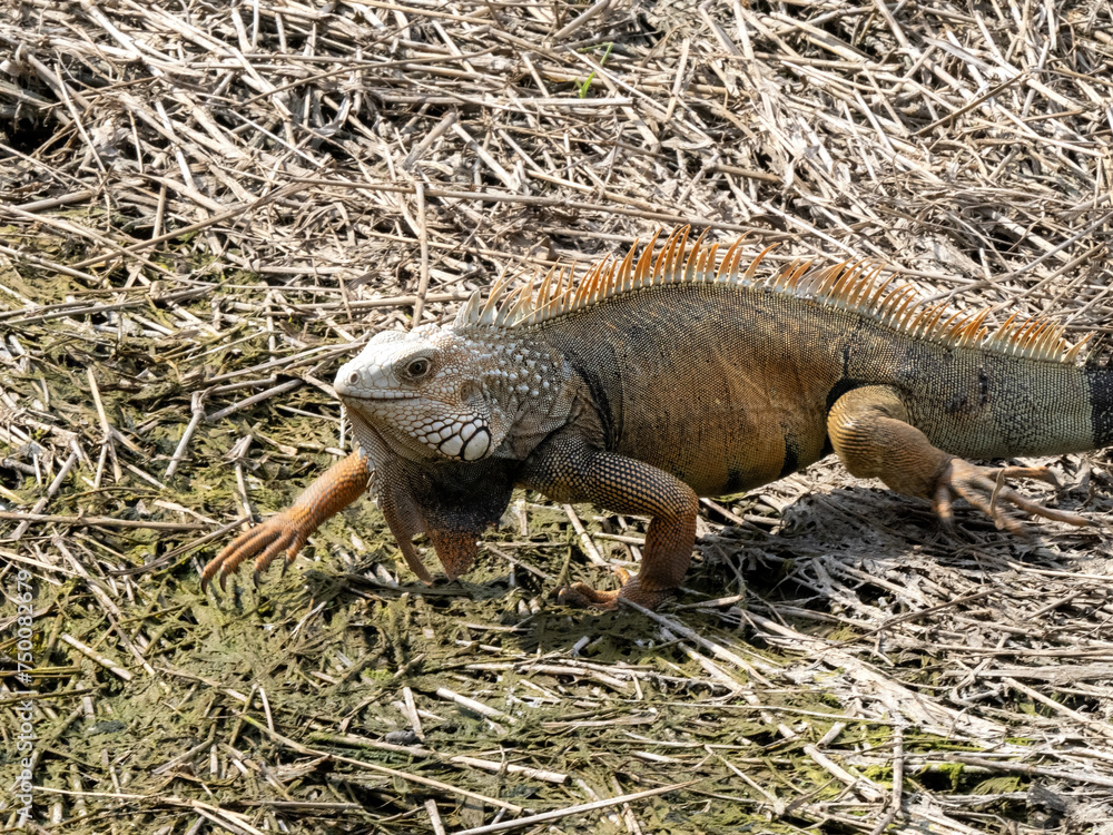 Green iguana, Iguana iguana, Malagana, Wildlife in Colombia