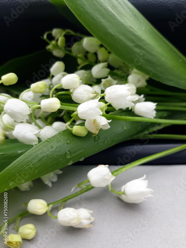 lily of the valley in the garden