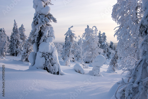 Snowy forest in Lapland Finland