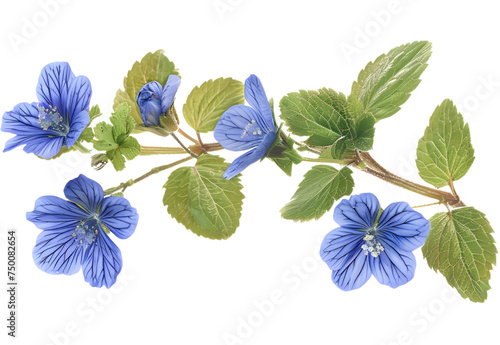 A Speedwell isolated on transparent background. PNG file