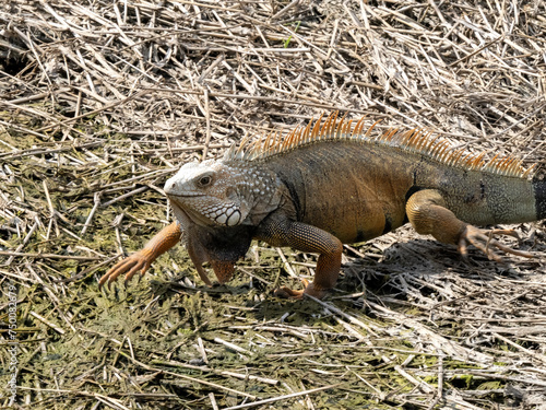 Obraz na płótnie Green iguana, Iguana iguana, Malagana, Wildlife in Colombia w salonie