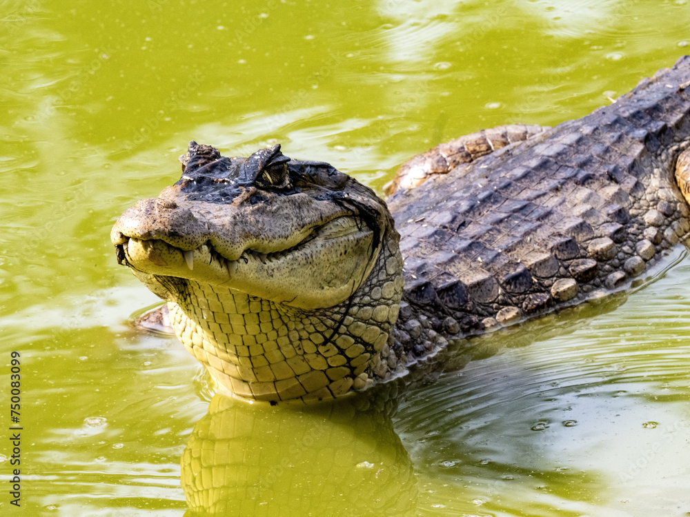 Spectacled Caiman, Caiman crocodilus, Malagana, Wildlife in Colombia