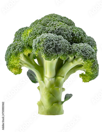Realistic fresh broccoli
