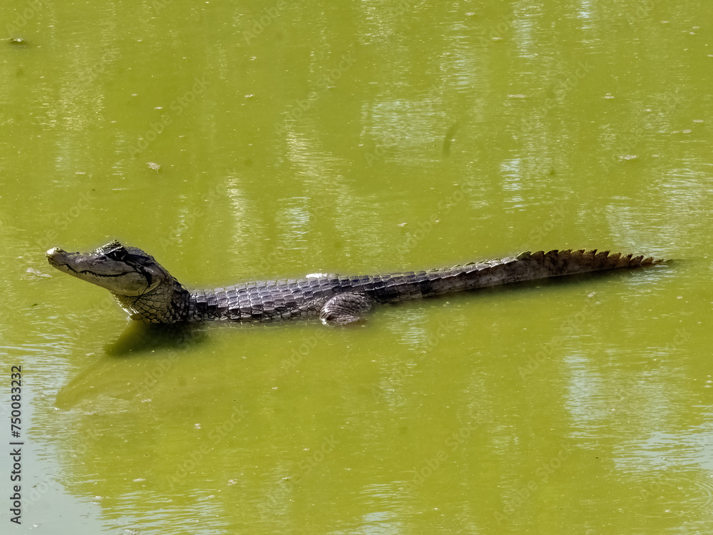 Spectacled Caiman, Caiman crocodilus, Malagana, Wildlife in Colombia