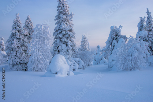 Fototapeta Naklejka Na Ścianę i Meble -  Snowy forest landscape in Lapland Finland