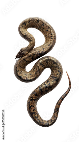 A long brown snake with spots isolated on white or transparent background, png clipart, design element. Easy to place on any other background.