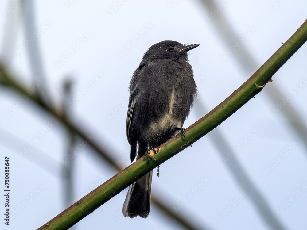 Black phoebe, Sayornis nigricans, sits on a thin twig and observes the surroundings. Colombia