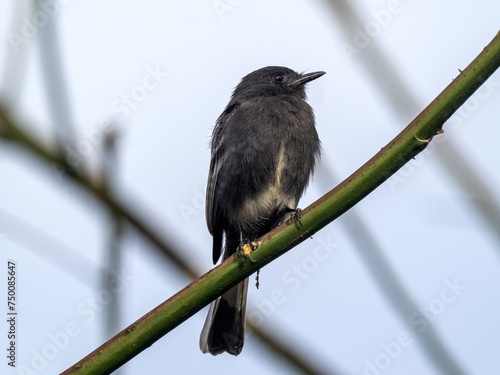 Obraz na płótnie Black phoebe, Sayornis nigricans, sits on a thin twig and observes the surroundings. Colombia w salonie