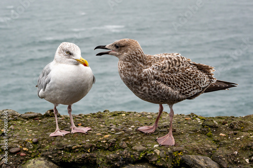 Adult and juvenile herring gull, larus argentatus, perched on a wall during Storm Agnes, Dunmore Head, Dingle, Co Kerry, Ireland photo