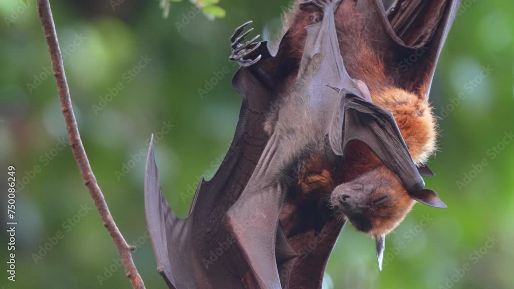 Bats are nursing their young by suckling on trees Bats are nursing their young by suckling on trees