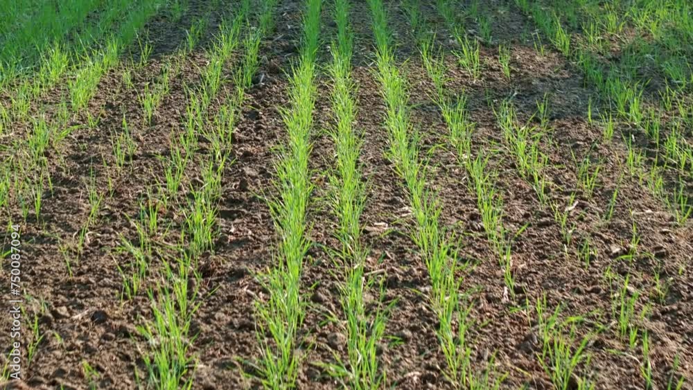 Drone shot of wheat grass crop on farm land in India. Wheat Agriculture in India Drone shot of wheat grass crop on farm land in India. Wheat Agriculture in India