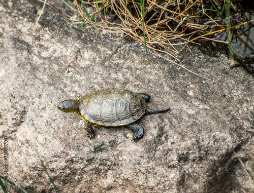 The European marsh turtle in the wild, Emys orbicularis Sardinia, Italy photo