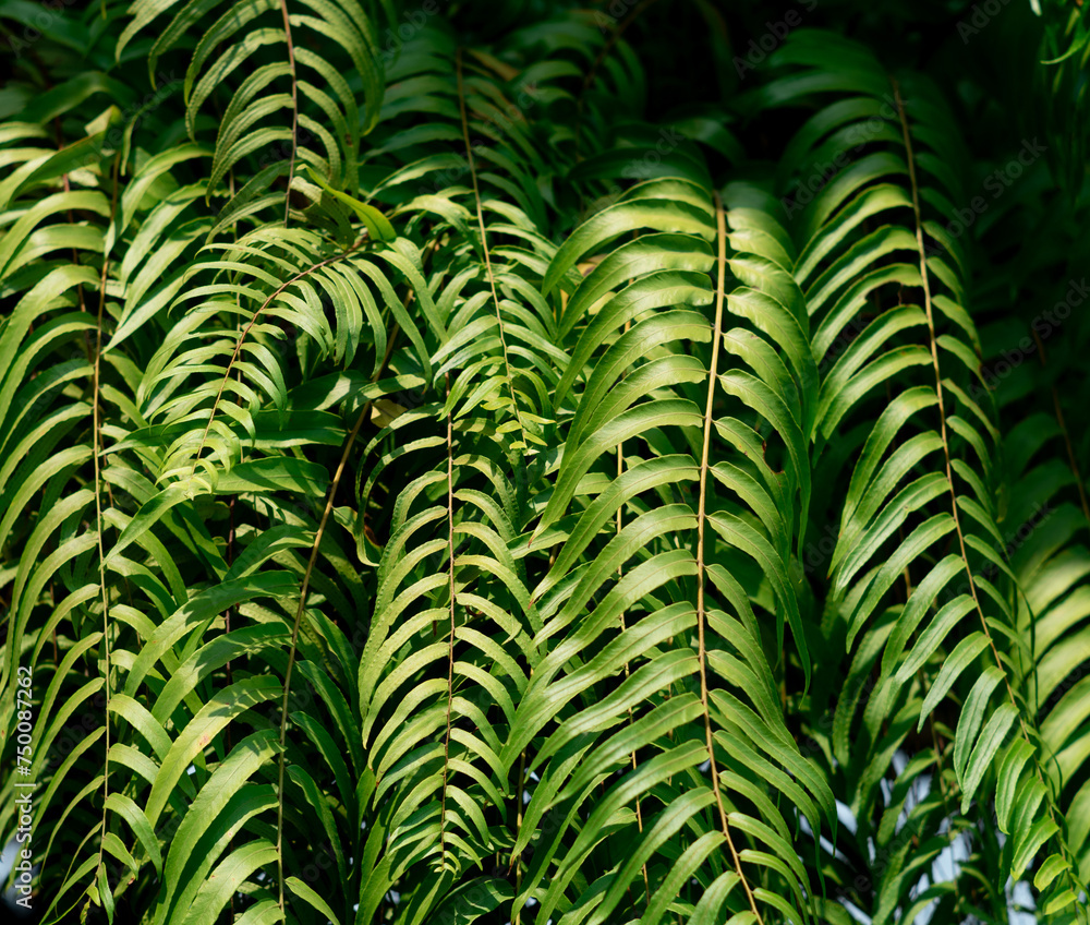 green leaf nature in the garden green leaf nature in the garden