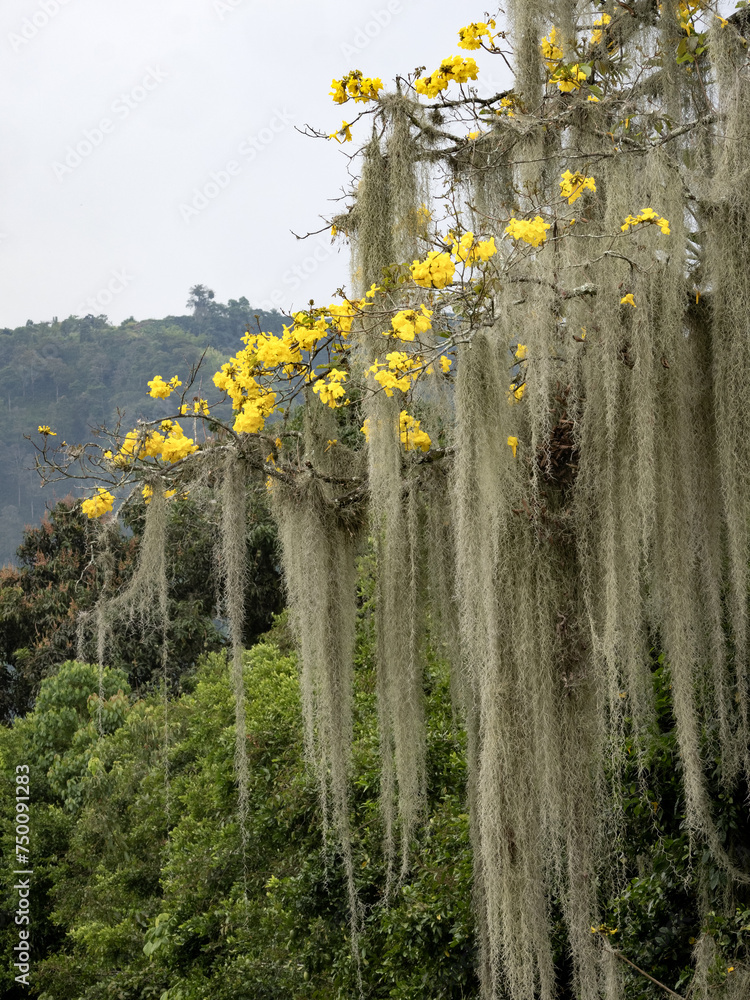 Long curtains of tillandsia on a tree among yellow flowers. Colombia