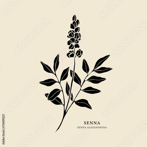Senna plant flat vector illustration photo