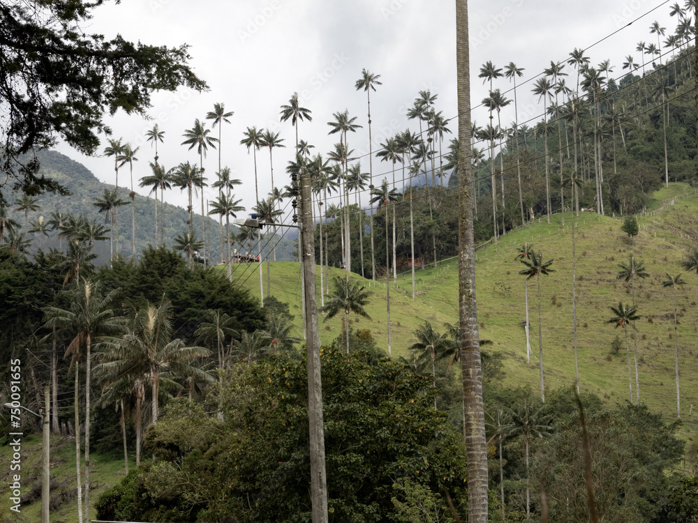 The national tree of Colombia, the Quindío palm, Ceroxylon quindiuense. They are the tallest palm trees in the world. Colombia Cocora Valley