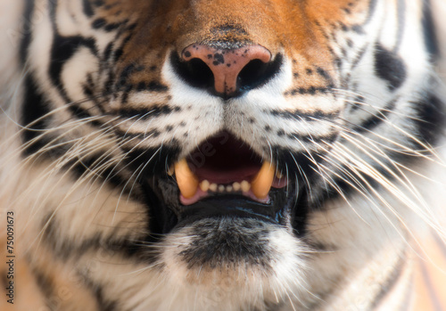 close up of a tiger