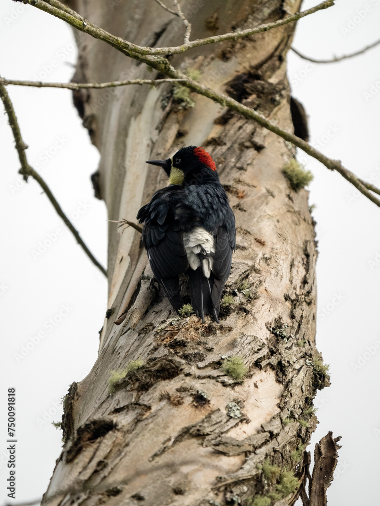 Acorn Woodpecker, Melanerpes formicivorus sits on a large Colombia tree trunk.Acorn Woodpecker, Melanerpes formicivorus sits on a large Colombia tree trunk.