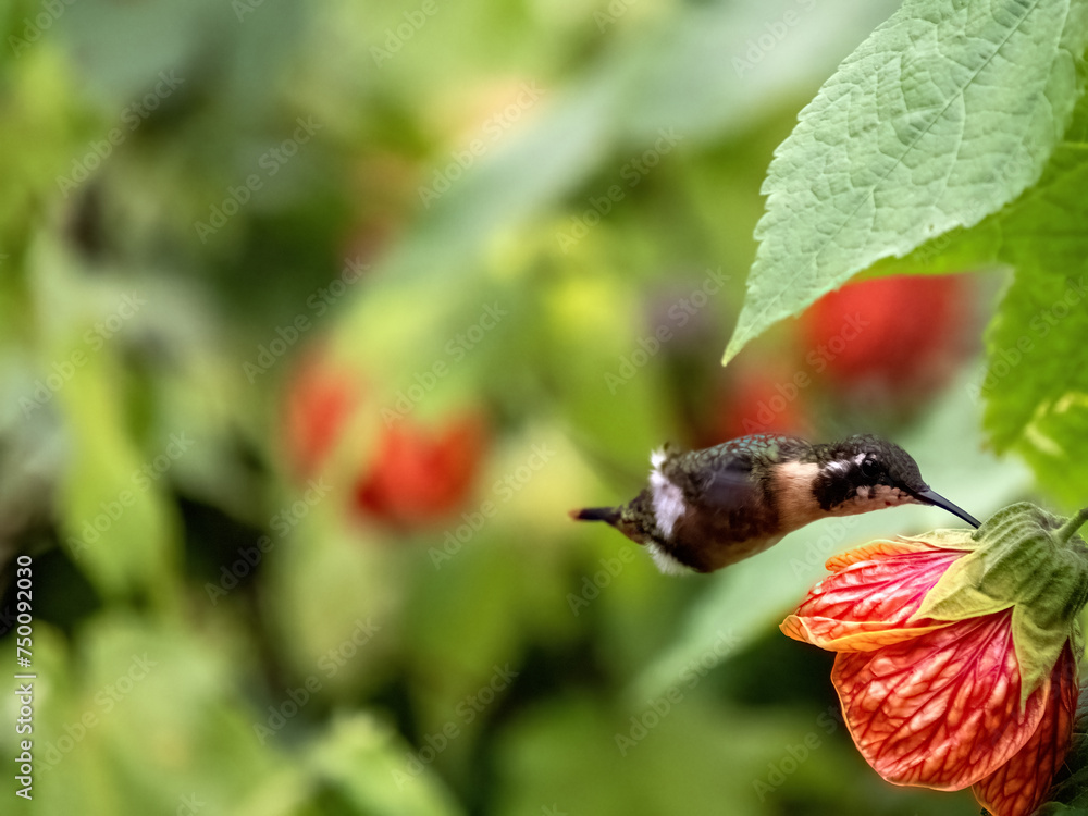 White-bellied woodstar, Chaetocercus mulsant, sucks nectar on a bush from calyx red flowers. Colombia