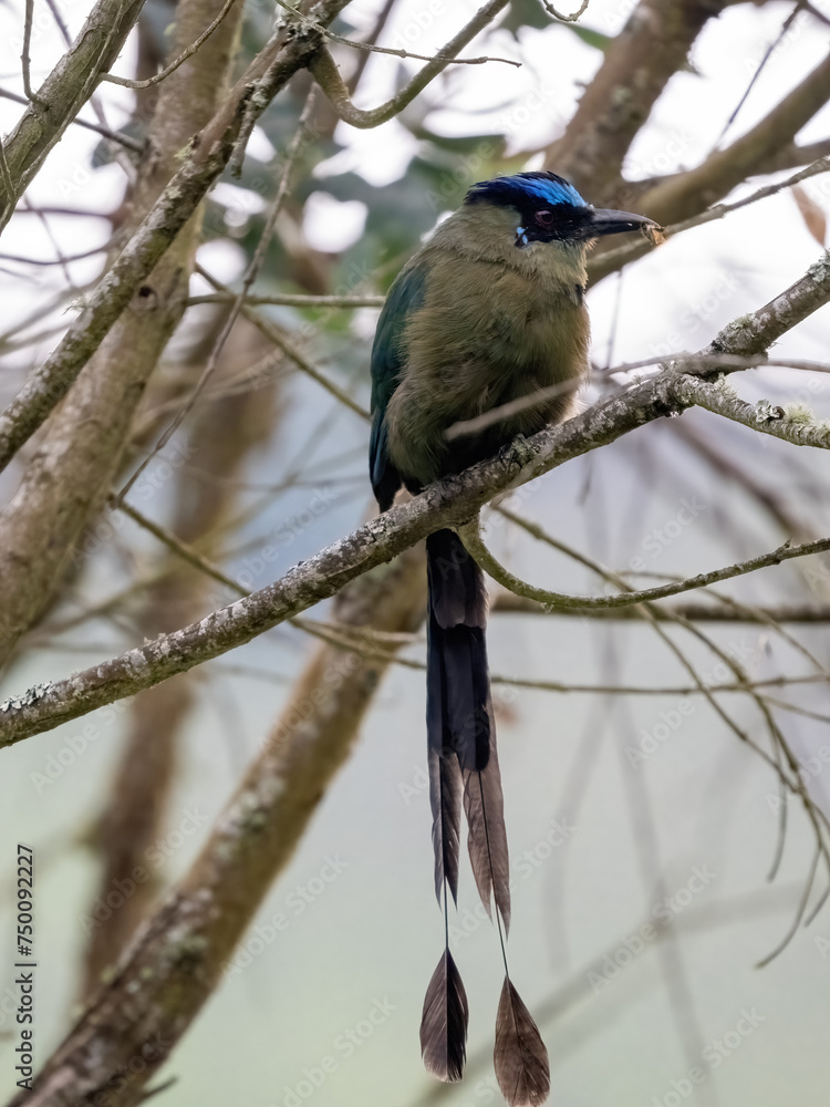 Andean Momot, Momotus aequatorialis, sits on a thin branch and looks around. Colombia.