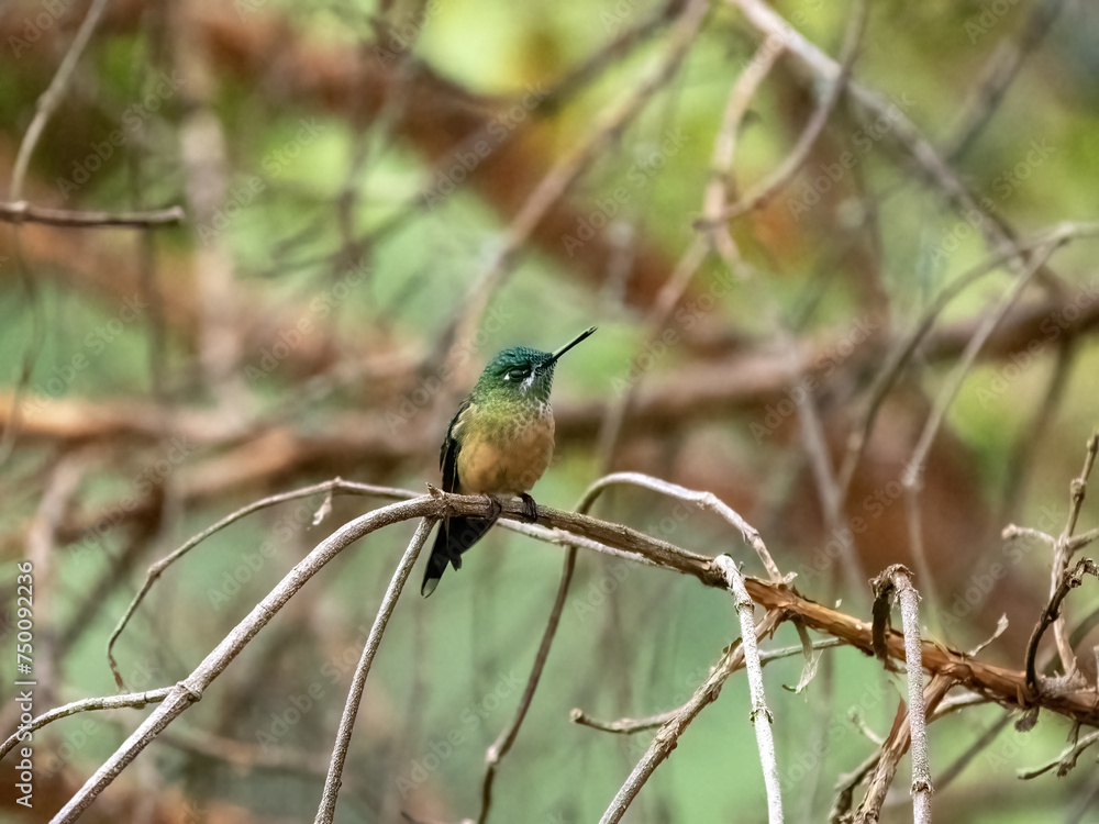 White-bellied woodstar, Chaetocercus mulsant, sits on a thin branch and looks around. Colombia.