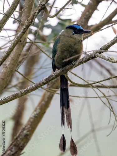 Obraz na płótnie Andean Momot, Momotus aequatorialis, sits on a thin branch and looks around. Colombia. w salonie