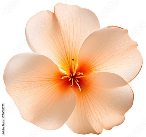 frangipani flower isolated on white