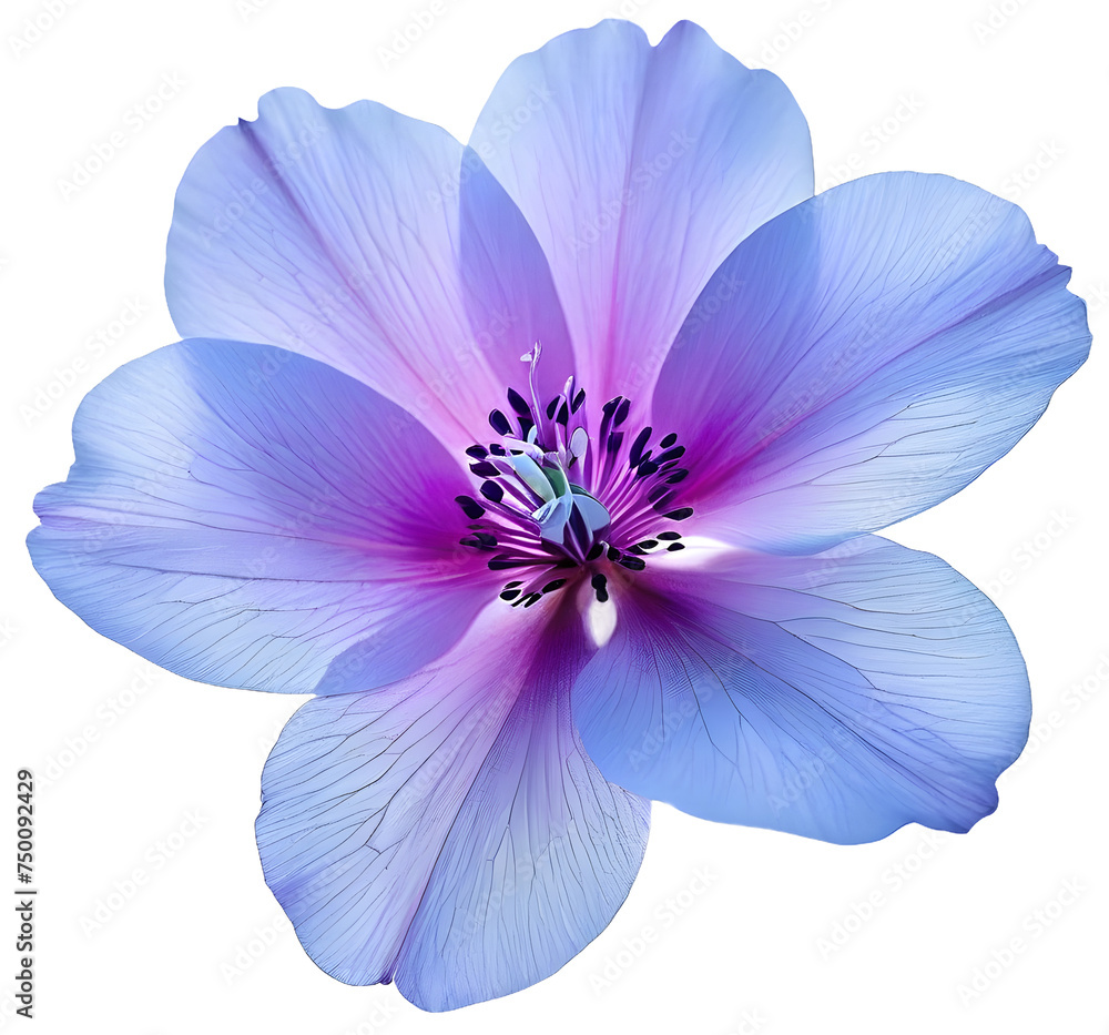 pink flower isolated on white pink flower isolated on white