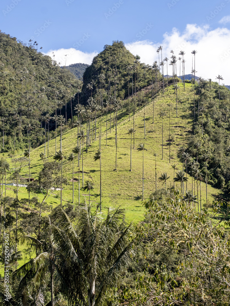 The national tree of Colombia, the Quindío palm, Ceroxylon quindiuense. They are the tallest palm trees in the world. Colombia Cocora Valley