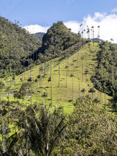 Obraz na płótnie The national tree of Colombia, the Quindío palm, Ceroxylon quindiuense. They are the tallest palm trees in the world. Colombia Cocora Valley w salonie