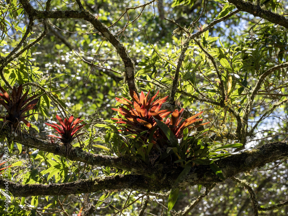 Beautiful bromeliad calyxes on a large tree. Colombia.