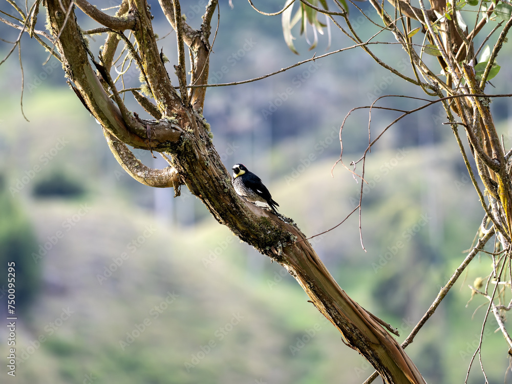 Spot-breasted woodpecker, Colaptes punctigula, Rionegro Antioquia. Wildlife. Colombia.
