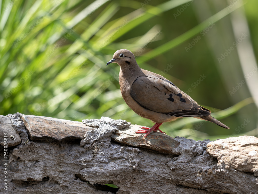 Eared Dove, Zenaida auriculata, looking around for food. Wildlife. Colombia.