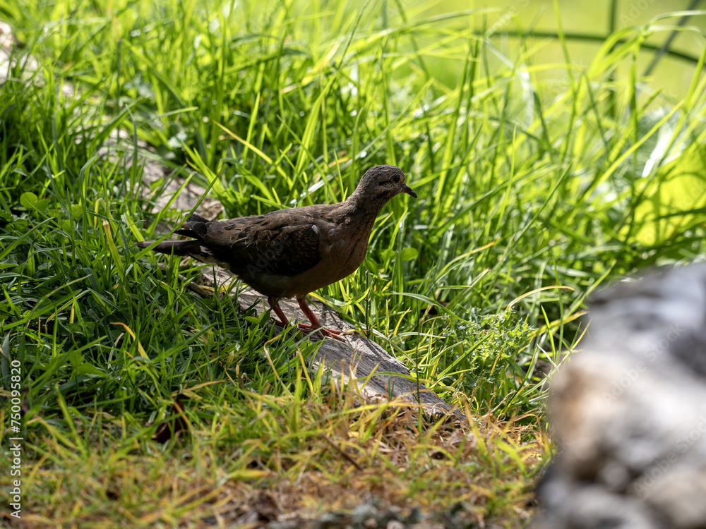 Eared Dove, Zenaida auriculata, looking around for food. Wildlife. Colombia.