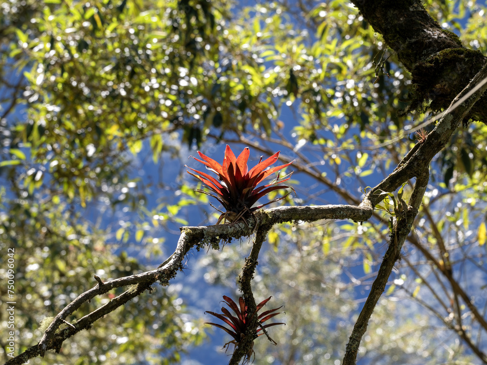 Beautiful bromeliad calyxes on a large tree. Colombia.