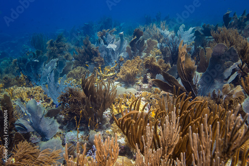 Vibrant Reef at Oostpunt / Eastpoint Curaçao photo