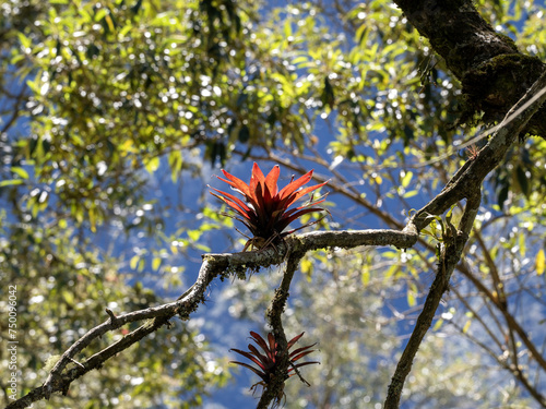 Obraz na płótnie Beautiful bromeliad calyxes on a large tree. Colombia. w salonie