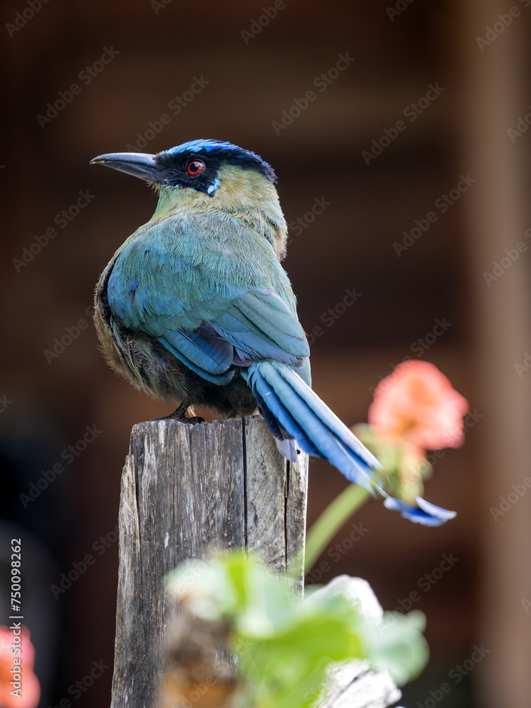 Andean Momot, Momotus aequatorialis, sits on a branch and looks around. Colombia