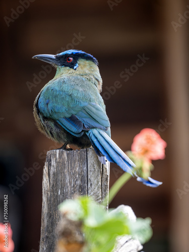 Obraz na płótnie Andean Momot, Momotus aequatorialis, sits on a branch and looks around. Colombia w salonie