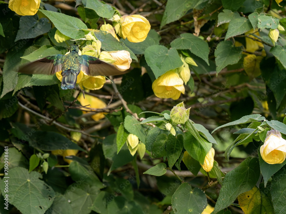 White-bellied woodstar. Chaetocercus mulsant, sucking nectar on a bush from calyxes of yellow flowers. Colombia