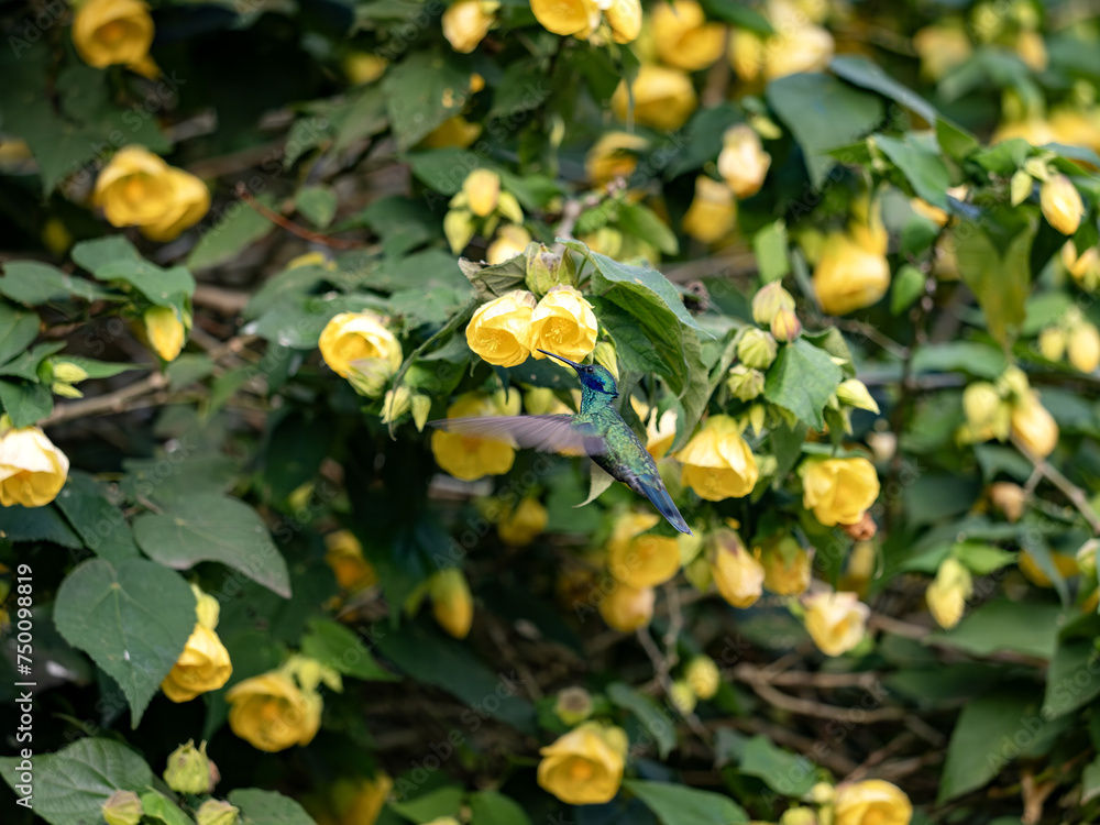 White-bellied woodstar. Chaetocercus mulsant, sucking nectar on a bush from calyxes of yellow flowers. Colombia