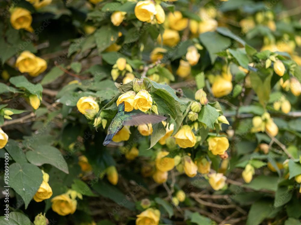 White-bellied woodstar. Chaetocercus mulsant, sucking nectar on a bush from calyxes of yellow flowers. Colombia